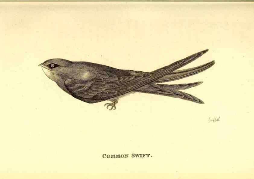 Reproducción/Reproduction 49830954042: General zoology, or Systematic natural history. London,Printed for G. Kearsley,1800-1826.. 
