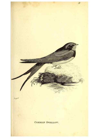 Reproducción/Reproduction 49830112803: General zoology, or Systematic natural history. London,Printed for G. Kearsley,1800-1826.. 
