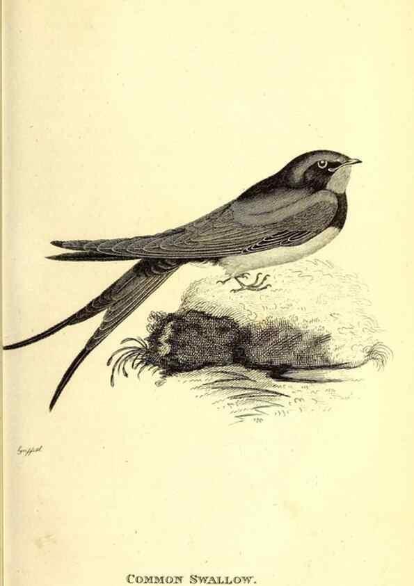 Reproducción/Reproduction 49830112803: General zoology, or Systematic natural history. London,Printed for G. Kearsley,1800-1826.. 