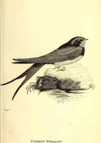 Reproducción/Reproduction 49830112803: General zoology, or Systematic natural history. London,Printed for G. Kearsley,1800-1826.. 