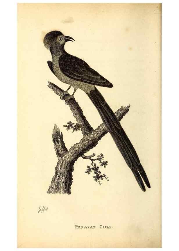 Reproducción/Reproduction 49830952477: General zoology, or Systematic natural history. London,Printed for G. Kearsley,1800-1826.. 