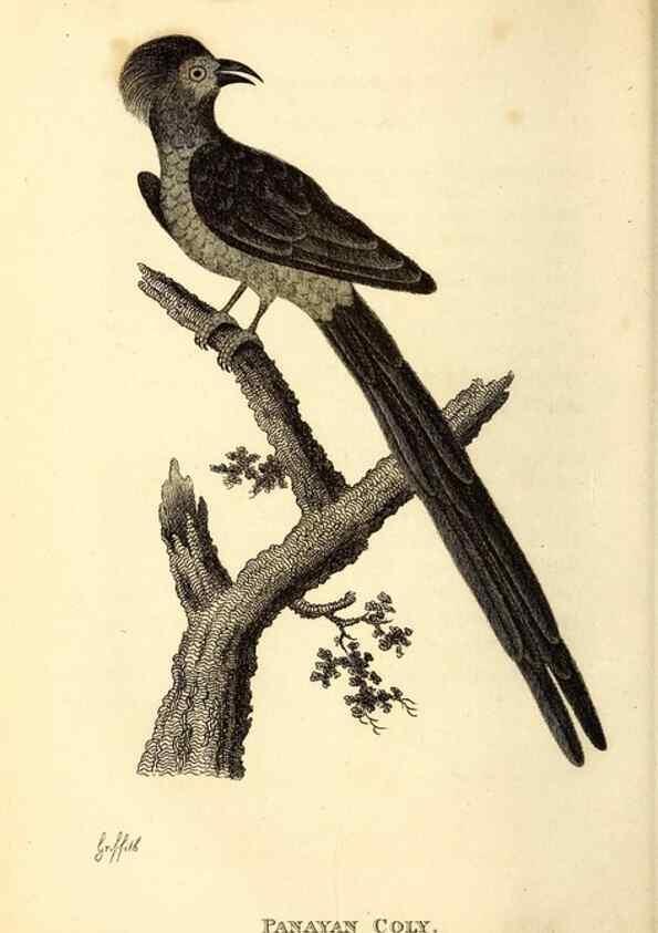 Reproducción/Reproduction 49830952477: General zoology, or Systematic natural history. London,Printed for G. Kearsley,1800-1826.. 