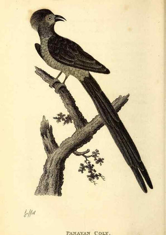Reproducción/Reproduction 49830952477: General zoology, or Systematic natural history. London,Printed for G. Kearsley,1800-1826.. 