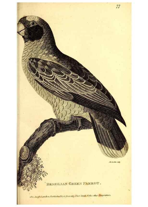 Reproducción/Reproduction 49829659953: General zoology, or Systematic natural history. London,Printed for G. Kearsley,1800-1826.. 
