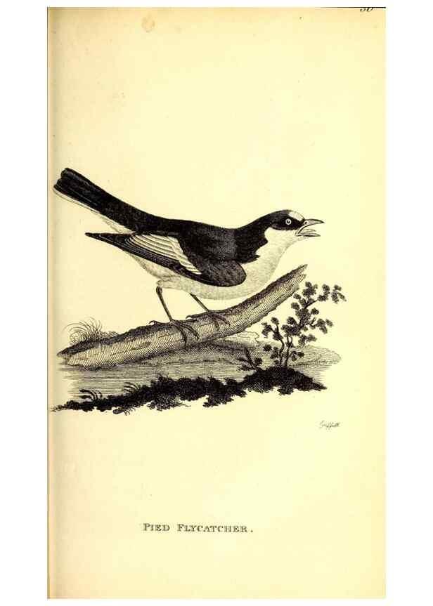 Reproducción/Reproduction 49830120068: General zoology, or Systematic natural history. London,Printed for G. Kearsley,1800-1826.. 