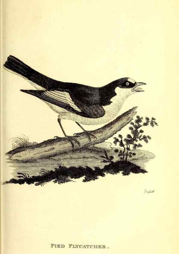 Reproducción/Reproduction 49830120068: General zoology, or Systematic natural history. London,Printed for G. Kearsley,1800-1826.. 