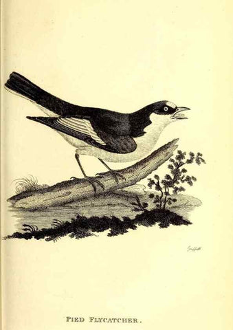 Reproducción/Reproduction 49830120068: General zoology, or Systematic natural history. London,Printed for G. Kearsley,1800-1826.. 