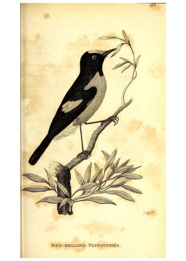Reproducción/Reproduction 49830120723: General zoology, or Systematic natural history. London,Printed for G. Kearsley,1800-1826.. 