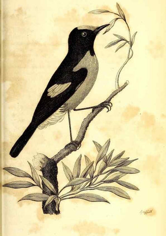Reproducción/Reproduction 49830120723: General zoology, or Systematic natural history. London,Printed for G. Kearsley,1800-1826.. 