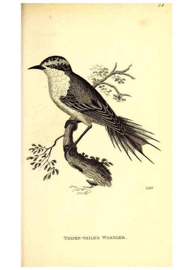 Reproducción/Reproduction 49830659251: General zoology, or Systematic natural history. London,Printed for G. Kearsley,1800-1826.. 