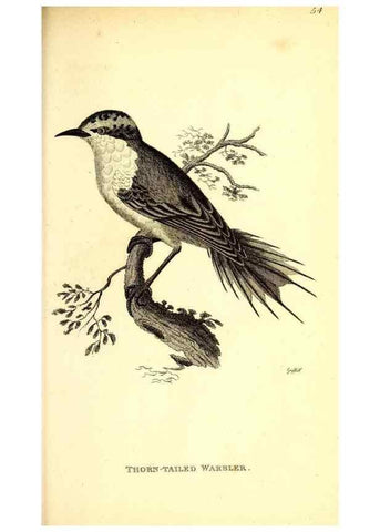 Reproducción/Reproduction 49830659251: General zoology, or Systematic natural history. London,Printed for G. Kearsley,1800-1826.. 
