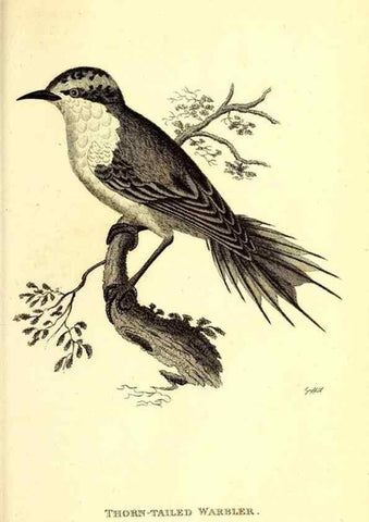 Reproducción/Reproduction 49830659251: General zoology, or Systematic natural history. London,Printed for G. Kearsley,1800-1826.. 