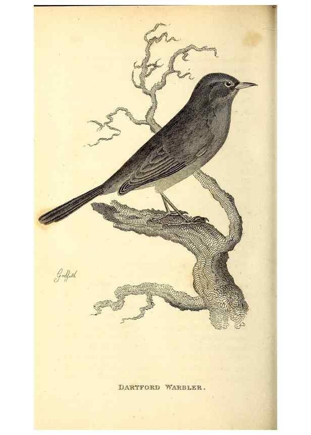 Reproducción/Reproduction 49830127633: General zoology, or Systematic natural history. London,Printed for G. Kearsley,1800-1826.. 