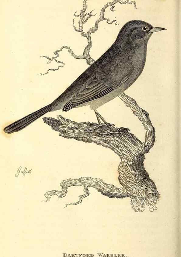 Reproducción/Reproduction 49830127633: General zoology, or Systematic natural history. London,Printed for G. Kearsley,1800-1826.. 