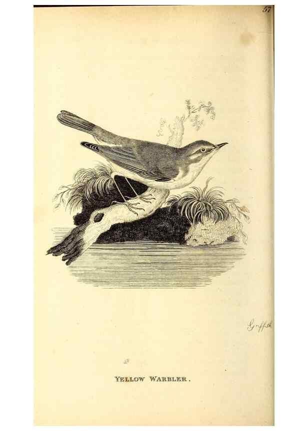Reproducción/Reproduction 49830127923: General zoology, or Systematic natural history. London,Printed for G. Kearsley,1800-1826.. 