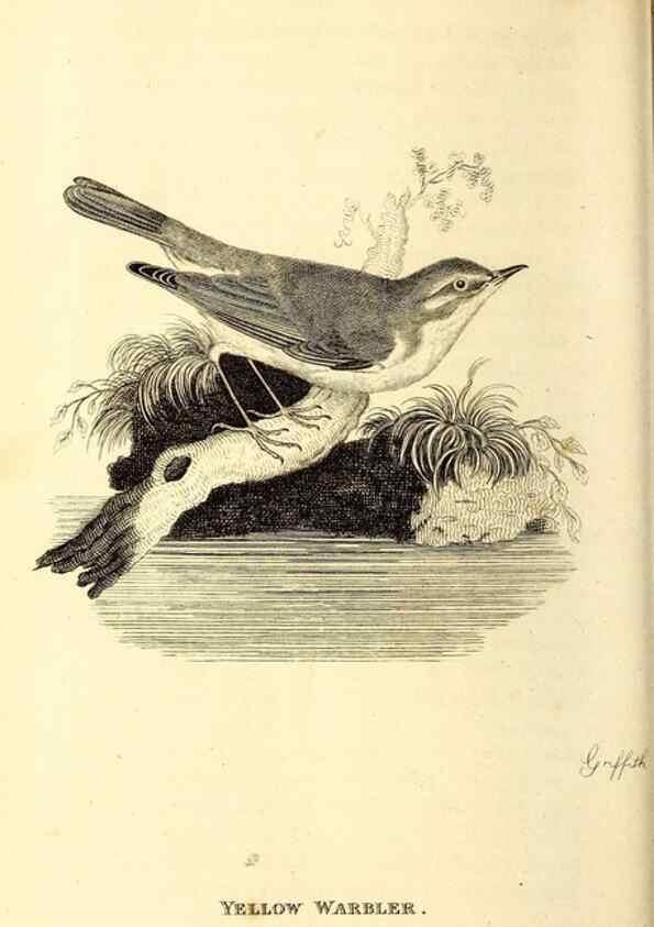 Reproducción/Reproduction 49830127923: General zoology, or Systematic natural history. London,Printed for G. Kearsley,1800-1826.. 