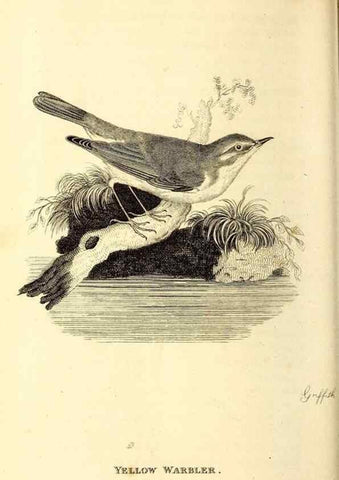Reproducción/Reproduction 49830127923: General zoology, or Systematic natural history. London,Printed for G. Kearsley,1800-1826.. 