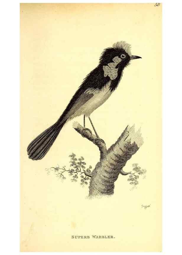 Reproducción/Reproduction 49830660511: General zoology, or Systematic natural history. London,Printed for G. Kearsley,1800-1826.. 