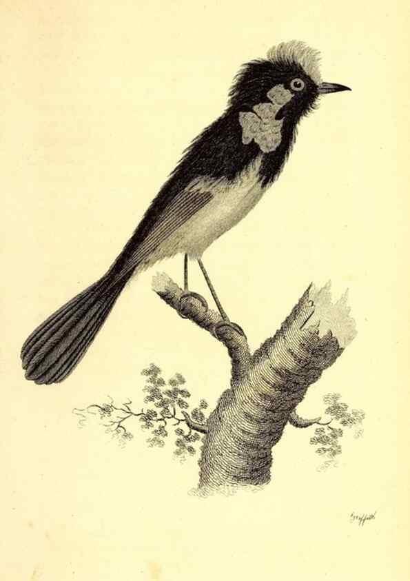 Reproducción/Reproduction 49830660511: General zoology, or Systematic natural history. London,Printed for G. Kearsley,1800-1826.. 