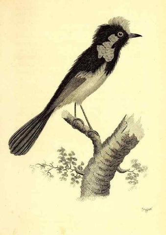 Reproducción/Reproduction 49830660511: General zoology, or Systematic natural history. London,Printed for G. Kearsley,1800-1826.. 