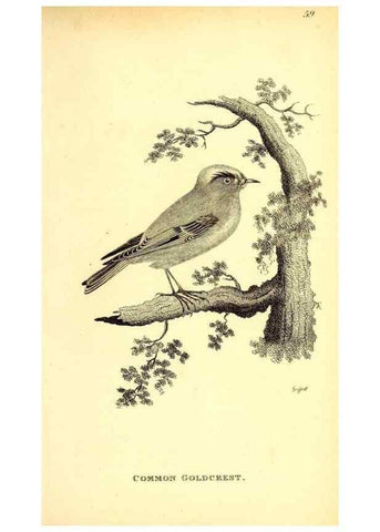 Reproducción/Reproduction 49830660831: General zoology, or Systematic natural history. London,Printed for G. Kearsley,1800-1826.. 