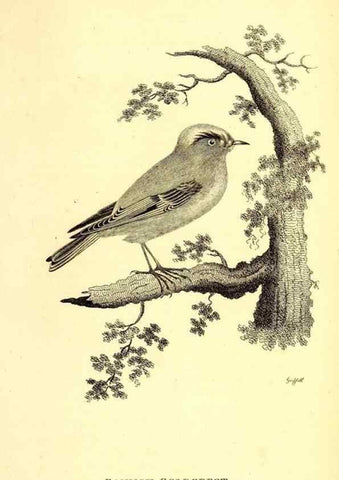 Reproducción/Reproduction 49830660831: General zoology, or Systematic natural history. London,Printed for G. Kearsley,1800-1826.. 