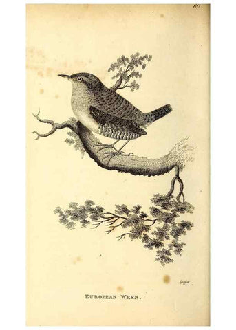Reproducción/Reproduction 49830970707: General zoology, or Systematic natural history. London,Printed for G. Kearsley,1800-1826.. 