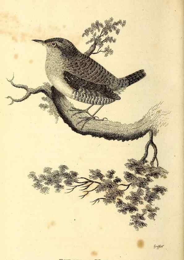 Reproducción/Reproduction 49830970707: General zoology, or Systematic natural history. London,Printed for G. Kearsley,1800-1826.. 