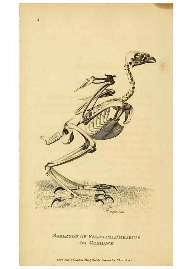 Reproducción/Reproduction 49830726716: General zoology, or Systematic natural history. London,Printed for G. Kearsley,1800-1826.. 