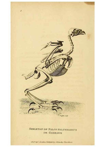 Reproducción/Reproduction 49830726716: General zoology, or Systematic natural history. London,Printed for G. Kearsley,1800-1826.. 