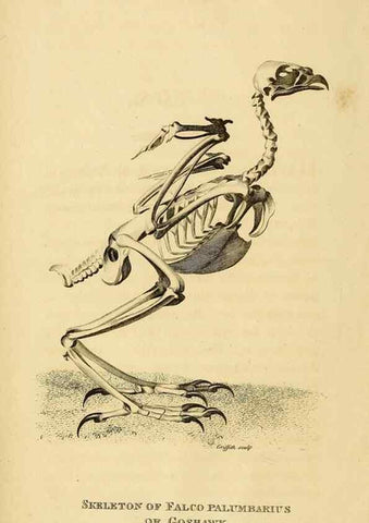 Reproducción/Reproduction 49830726716: General zoology, or Systematic natural history. London,Printed for G. Kearsley,1800-1826.. 