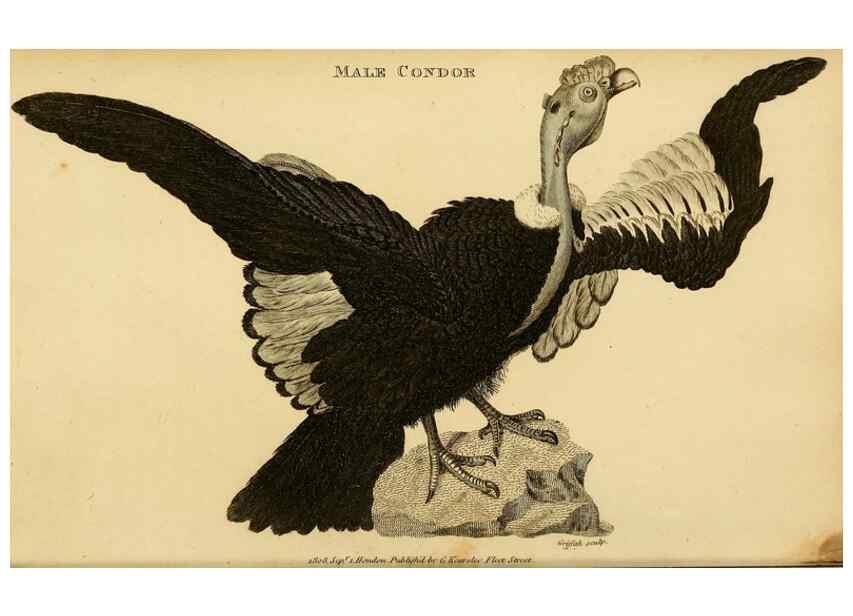 Reproducción/Reproduction 49830194808: General zoology, or Systematic natural history. London,Printed for G. Kearsley,1800-1826.. 