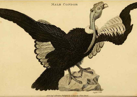 Reproducción/Reproduction 49830194808: General zoology, or Systematic natural history. London,Printed for G. Kearsley,1800-1826.. 