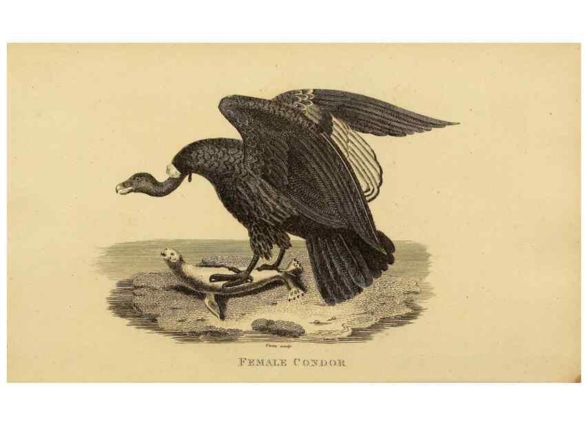 Reproducción/Reproduction 49830727916: General zoology, or Systematic natural history. London,Printed for G. Kearsley,1800-1826.. 