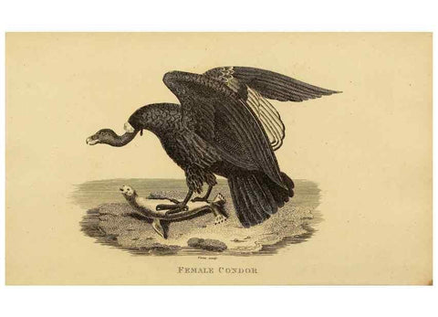 Reproducción/Reproduction 49830727916: General zoology, or Systematic natural history. London,Printed for G. Kearsley,1800-1826.. 