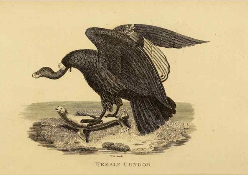 Reproducción/Reproduction 49830727916: General zoology, or Systematic natural history. London,Printed for G. Kearsley,1800-1826.. 