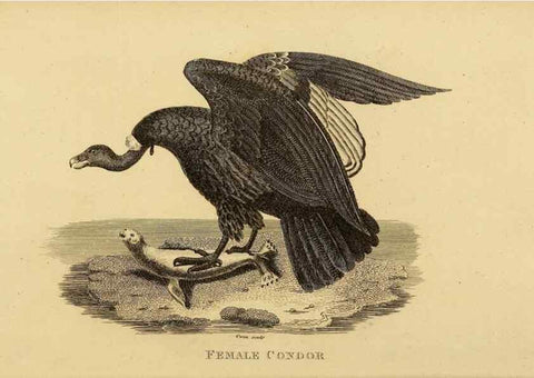 Reproducción/Reproduction 49830727916: General zoology, or Systematic natural history. London,Printed for G. Kearsley,1800-1826.. 