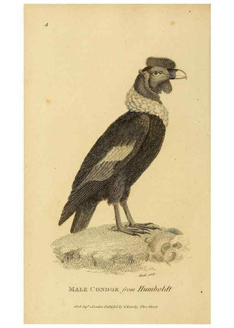 Reproducción/Reproduction 49830195848: General zoology, or Systematic natural history. London,Printed for G. Kearsley,1800-1826.. 