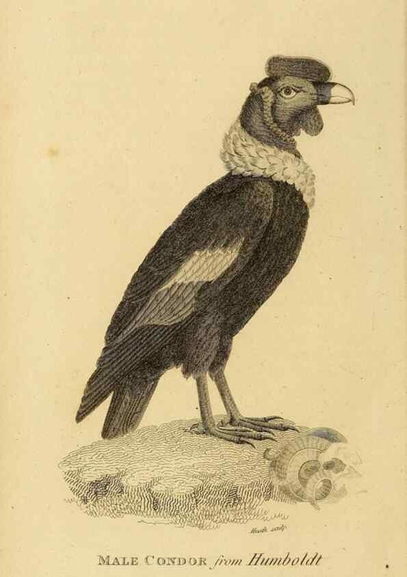 Reproducción/Reproduction 49830195848: General zoology, or Systematic natural history. London,Printed for G. Kearsley,1800-1826.. 