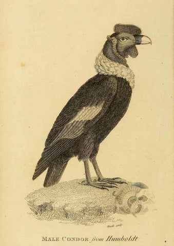 Reproducción/Reproduction 49830195848: General zoology, or Systematic natural history. London,Printed for G. Kearsley,1800-1826.. 