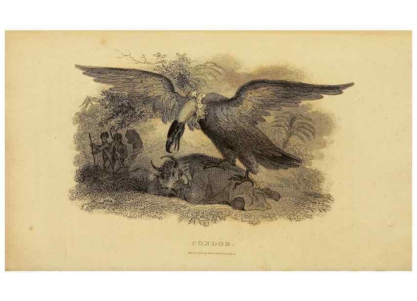 Reproducción/Reproduction 49830729076: General zoology, or Systematic natural history. London,Printed for G. Kearsley,1800-1826.. 