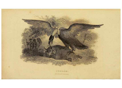 Reproducción/Reproduction 49830729076: General zoology, or Systematic natural history. London,Printed for G. Kearsley,1800-1826.. 