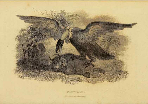 Reproducción/Reproduction 49830729076: General zoology, or Systematic natural history. London,Printed for G. Kearsley,1800-1826.. 