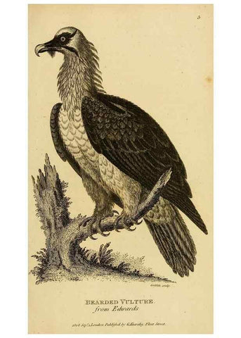 Reproducción/Reproduction 49830729591: General zoology, or Systematic natural history. London,Printed for G. Kearsley,1800-1826.. 