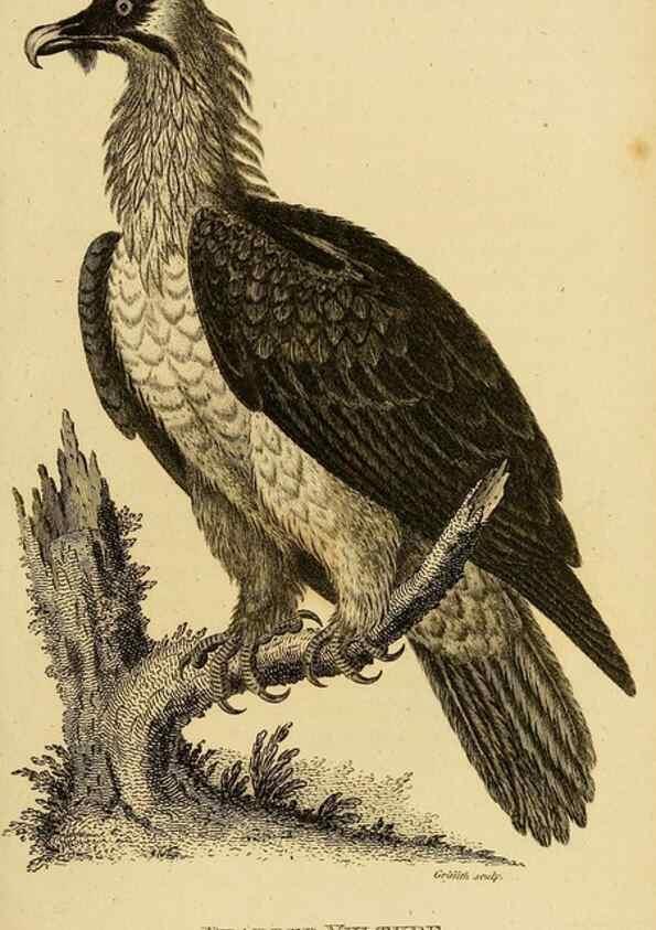 Reproducción/Reproduction 49830729591: General zoology, or Systematic natural history. London,Printed for G. Kearsley,1800-1826.. 