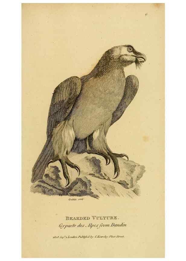 Reproducción/Reproduction 49830730191: General zoology, or Systematic natural history. London,Printed for G. Kearsley,1800-1826.. 