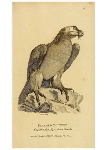 Reproducción/Reproduction 49830730191: General zoology, or Systematic natural history. London,Printed for G. Kearsley,1800-1826.. 