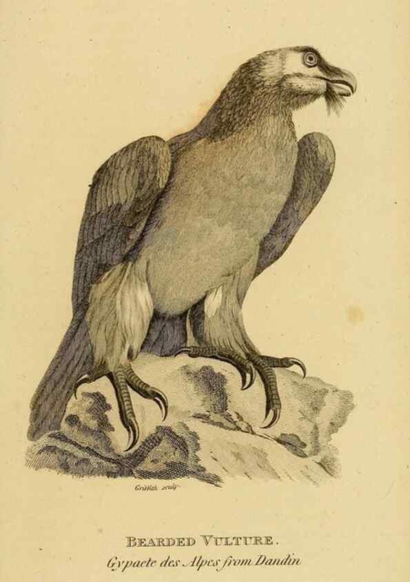 Reproducción/Reproduction 49830730191: General zoology, or Systematic natural history. London,Printed for G. Kearsley,1800-1826.. 