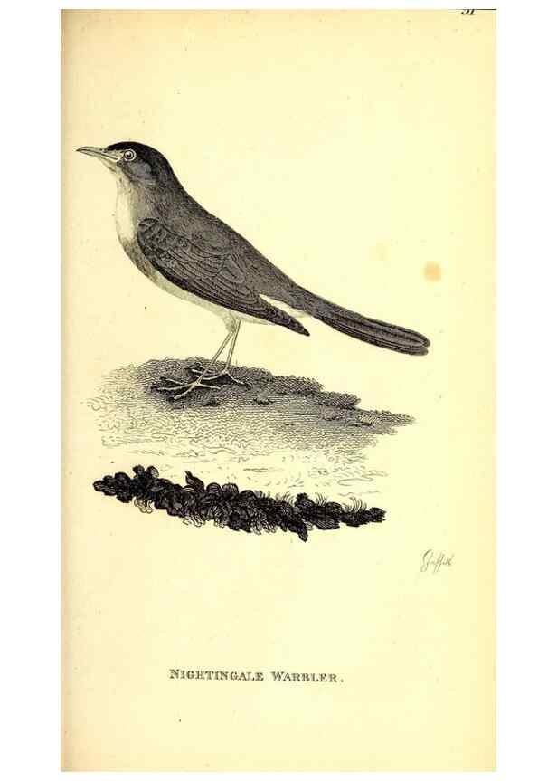 Reproducción/Reproduction 49830658681: General zoology, or Systematic natural history. London,Printed for G. Kearsley,1800-1826.. 