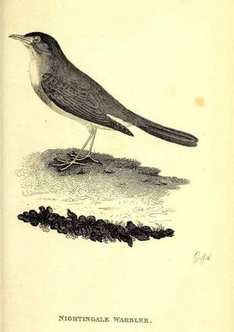 Reproducción/Reproduction 49830658681: General zoology, or Systematic natural history. London,Printed for G. Kearsley,1800-1826.. 